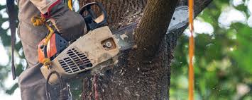 Best Emergency Tree Removal  in Dunbar, SC