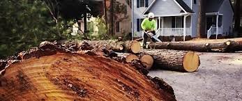 Best Lot and Land Clearing  in Dunbar, SC