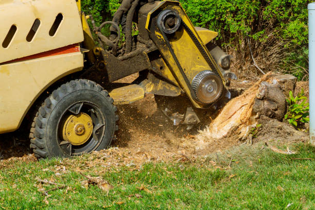 Best Firewood Processing and Delivery  in Dunbar, SC