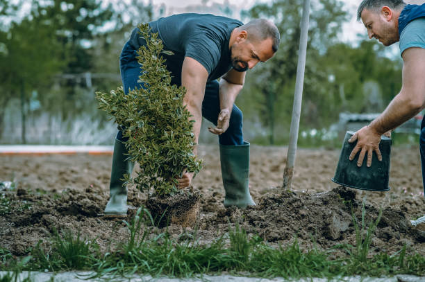 Lawn Drainage Solutions in Dunbar, SC