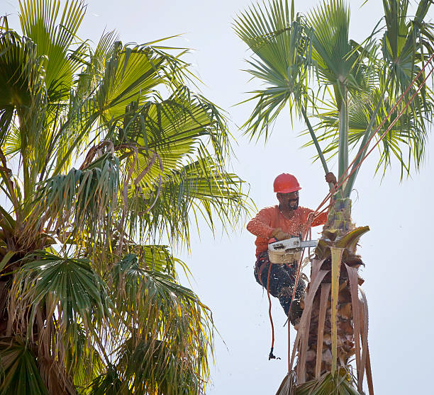 Best Arborist Consultation Services  in Dunbar, SC