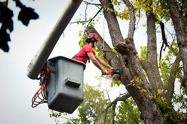 Best Tree Cabling and Bracing  in Dunbar, SC