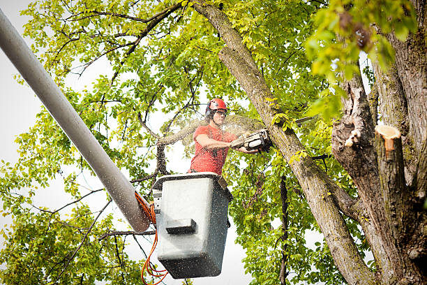 Best Root Management and Removal  in Dunbar, SC