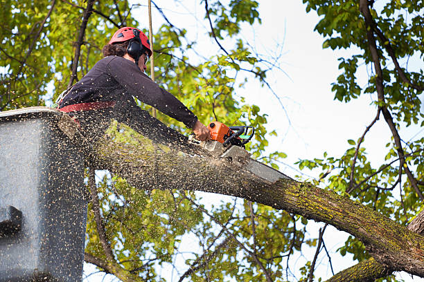  Dunbar, SC Tree Services Pros